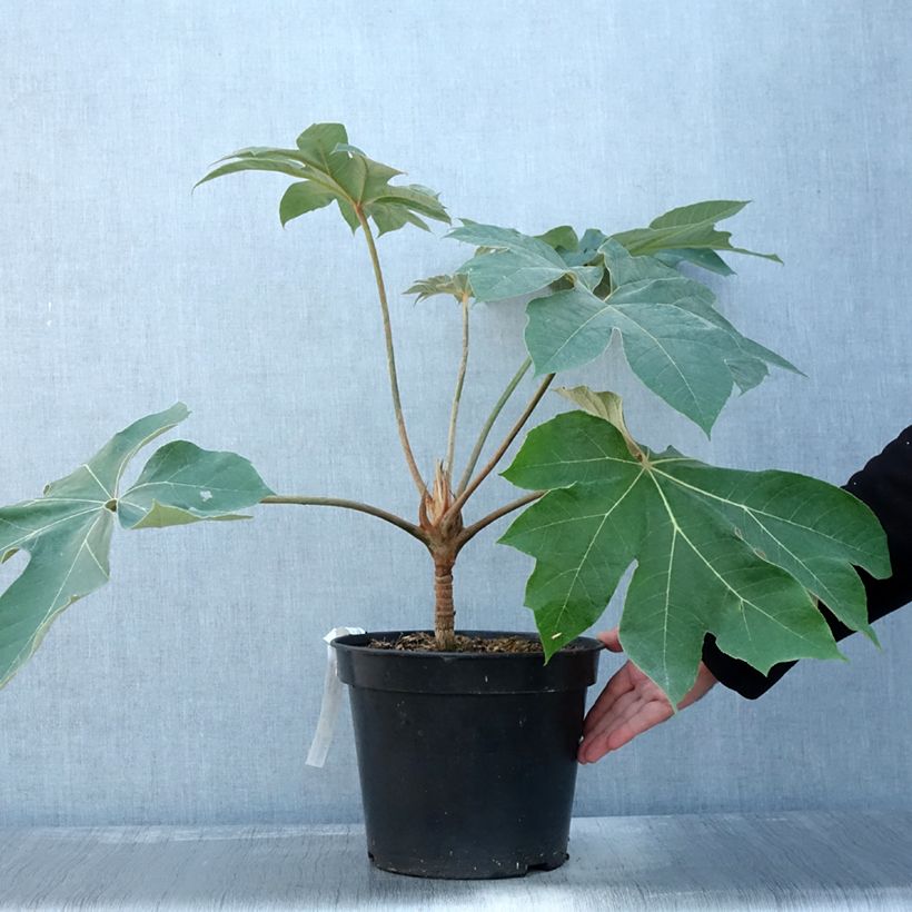 Spécimen de Tetrapanax papyrifera Rex en pot de 7L tel que livré en automne