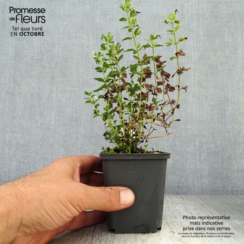 Spécimen de Teucrium chamaedrys Alba - Germandrée Petit-chêne Godet de 9cm tel que livré en automne