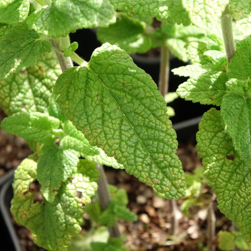 Teucrium hircaninum Paradise Delight - Germandrée d'Iran (Feuillage)