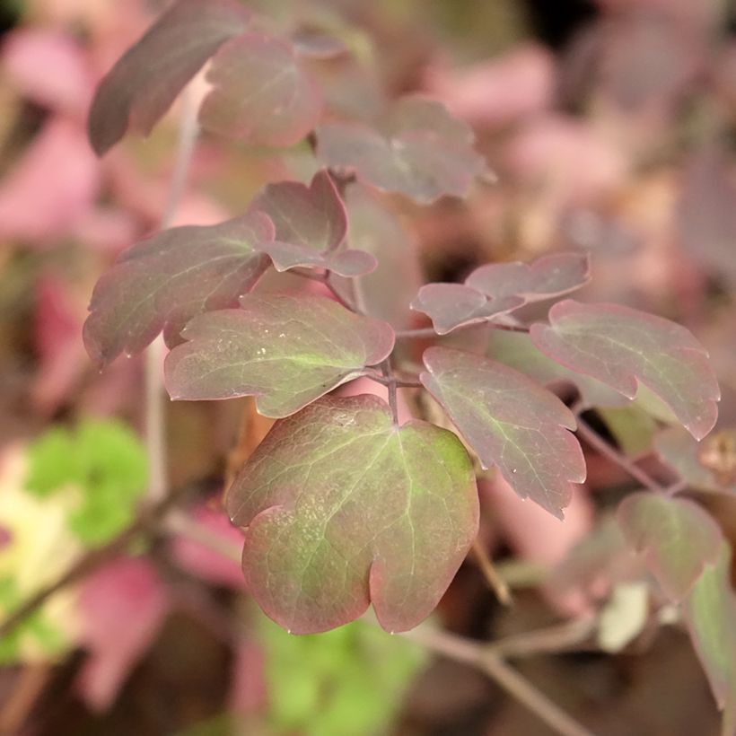 Thalictrum Anne - Pigamon (Feuillage)