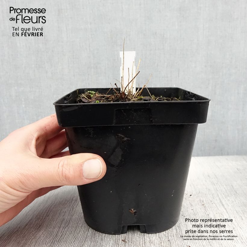 Spécimen de Thalictrum delavayi Album en pot 2/3L tel que livré en hiver