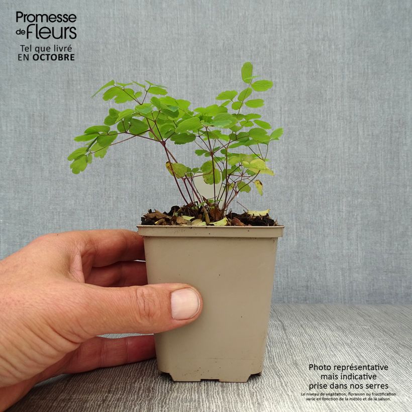 Spécimen de Thalictrum rochebrunianum - Pigamon Godet de 9cm tel que livré en automne