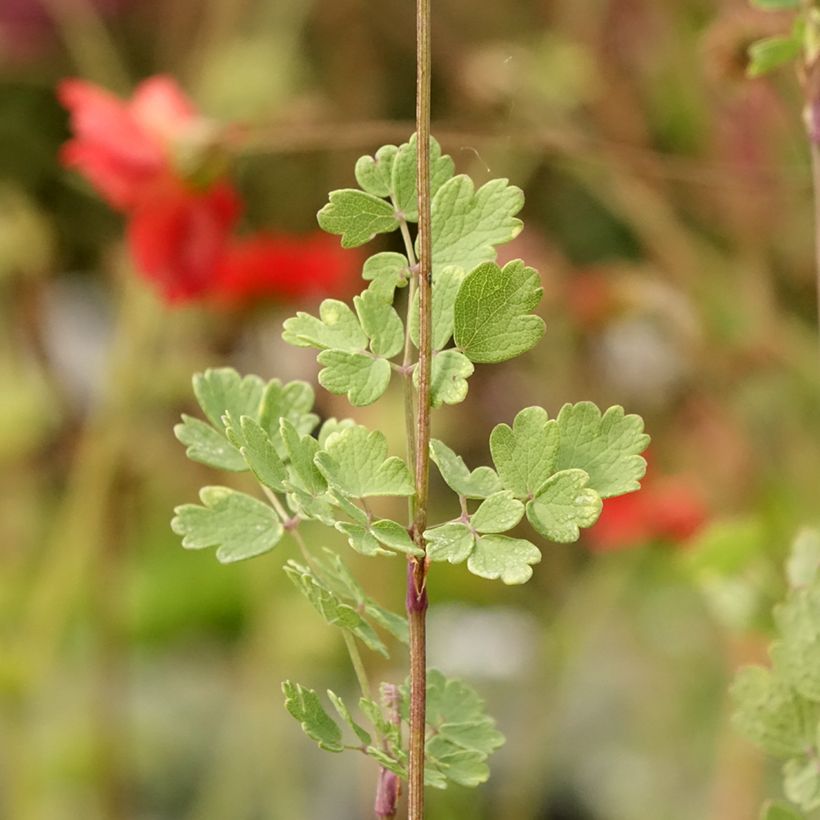 Thalictrum sphaerostachyum - Pigamon à tête ronde (Feuillage)