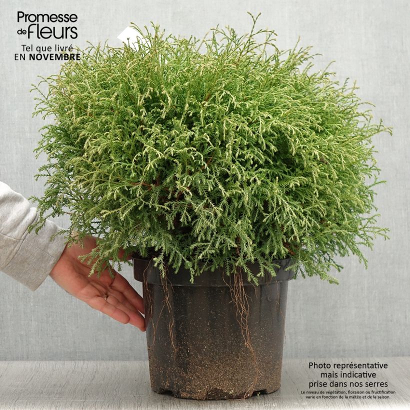 Spécimen de Thuja occidentalis Mr Bowling Ball, pot de 7,5L  tel que livré en automne