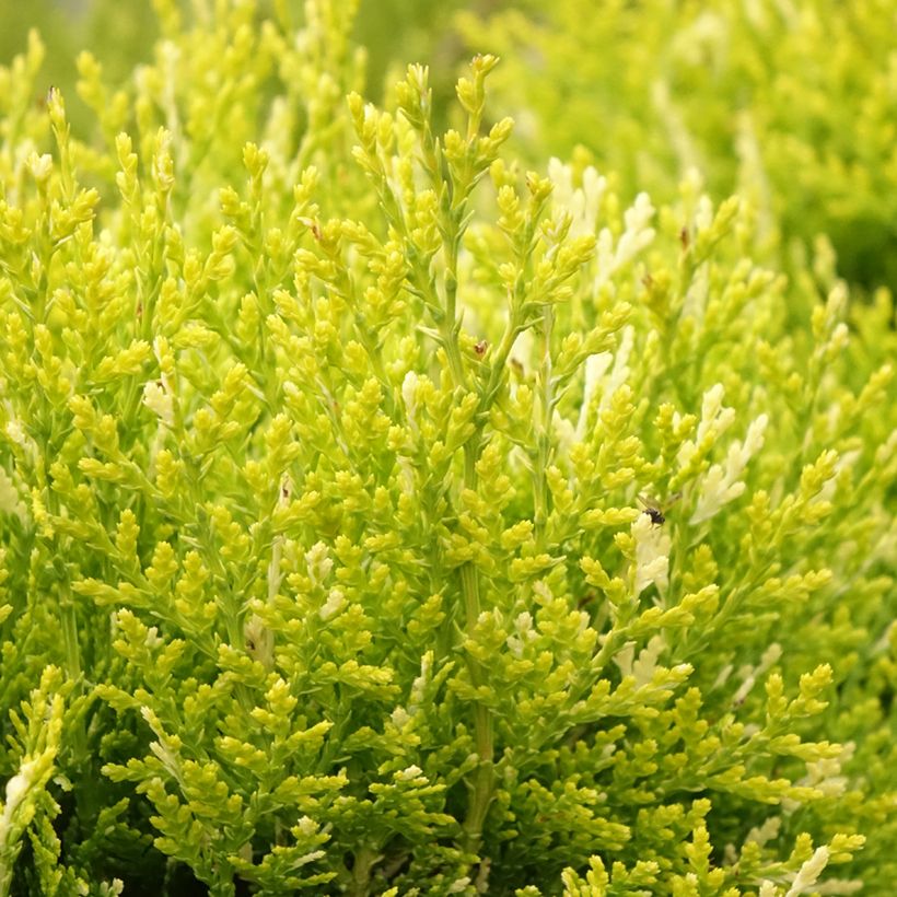 Thuja orientalis Fleck - Thuya de Chine ou Thuya d'Orient (Feuillage)