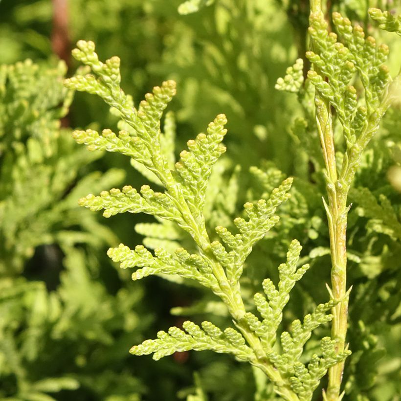 Thuja plicata Can-Can - Thuya compact (Feuillage)