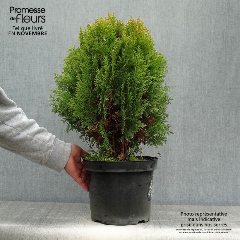 Spécimen de Thuya d'Orient - Platycladus orientalis Aurea Nana en pot de 7,5L tel que livré en automne