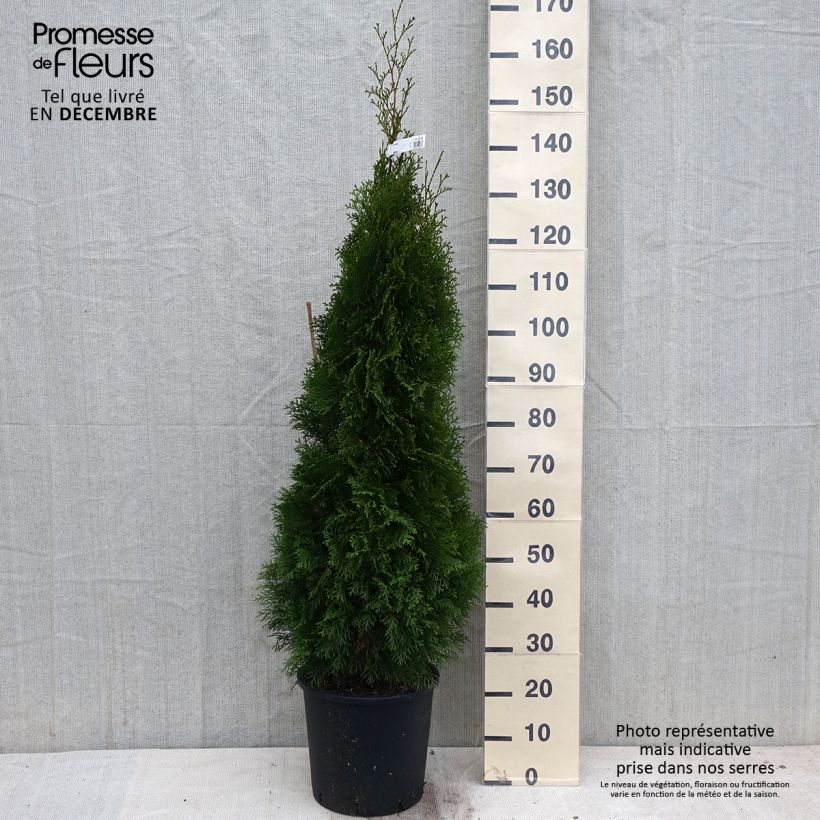 Spécimen de Thuya du Canada - Thuja occidentalis Smaragd 150cm+ en pot de 15L tel que livré en automne