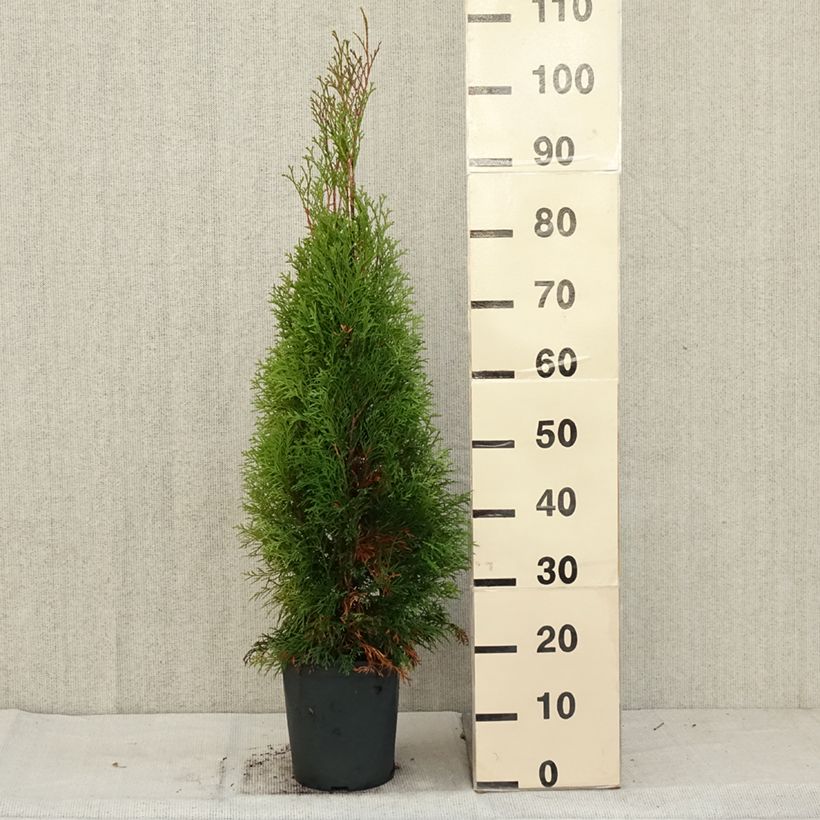 Spécimen de Thuya du Canada - Thuja occidentalis Smaragd 50/60cm en pot de 5L tel que livré en automne