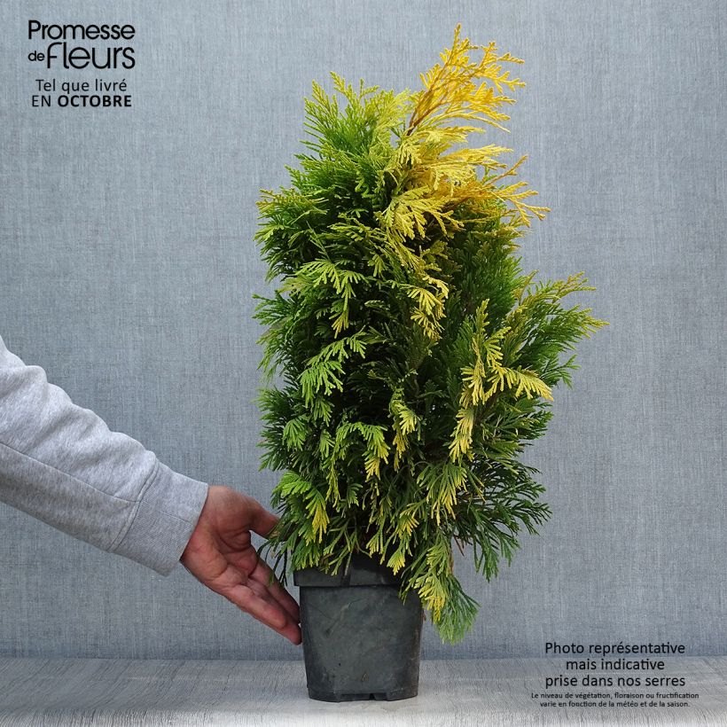 Spécimen de Thuya géant - Thuja plicata 4 Ever Goldy en pot de 2/3L tel que livré en automne