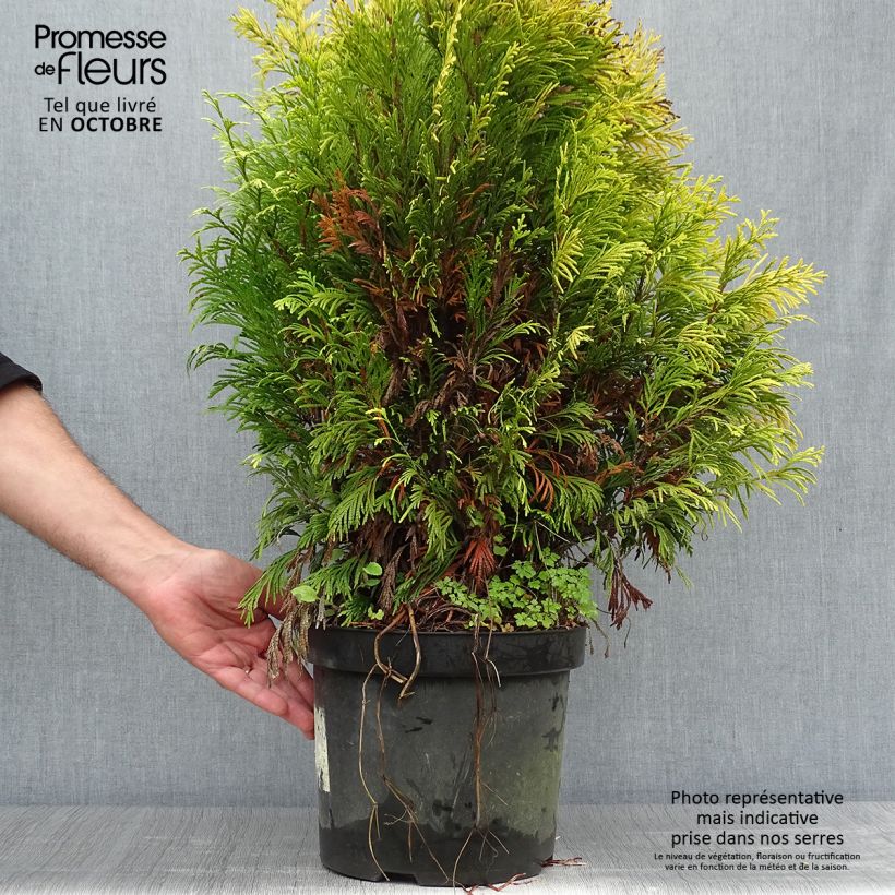 Spécimen de Thuya géant - Thuja plicata 4 Ever Goldy en pot de 7,5L/10L tel que livré en automne