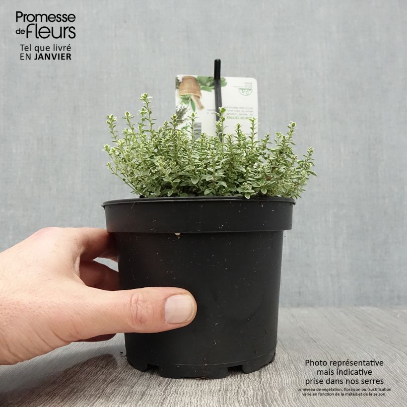 Spécimen de Thym citron panaché - Thymus citriodorus Silver Queen Pot de 1.5L/2L tel que livré en hiver