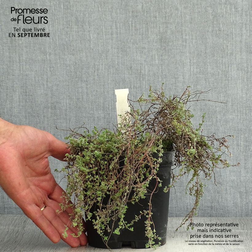 Spécimen de Thym laineux en godet - Thymus pseudolanuginosus tel que livré en été