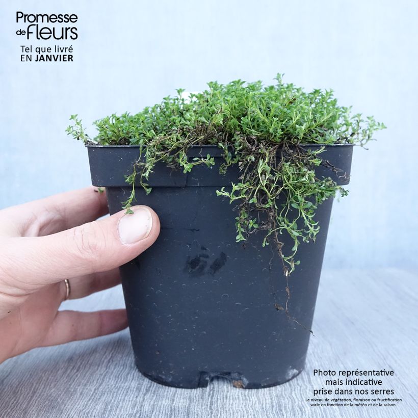 Spécimen de Thym précoce - Thym praecox Albiflorus en pot de 2/3 litres tel que livré en hiver