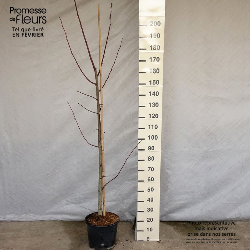 Spécimen de Tilleul à grandes feuilles - Tilia platyphyllos Rubra Pot de 12L/15L tel que livré en hiver