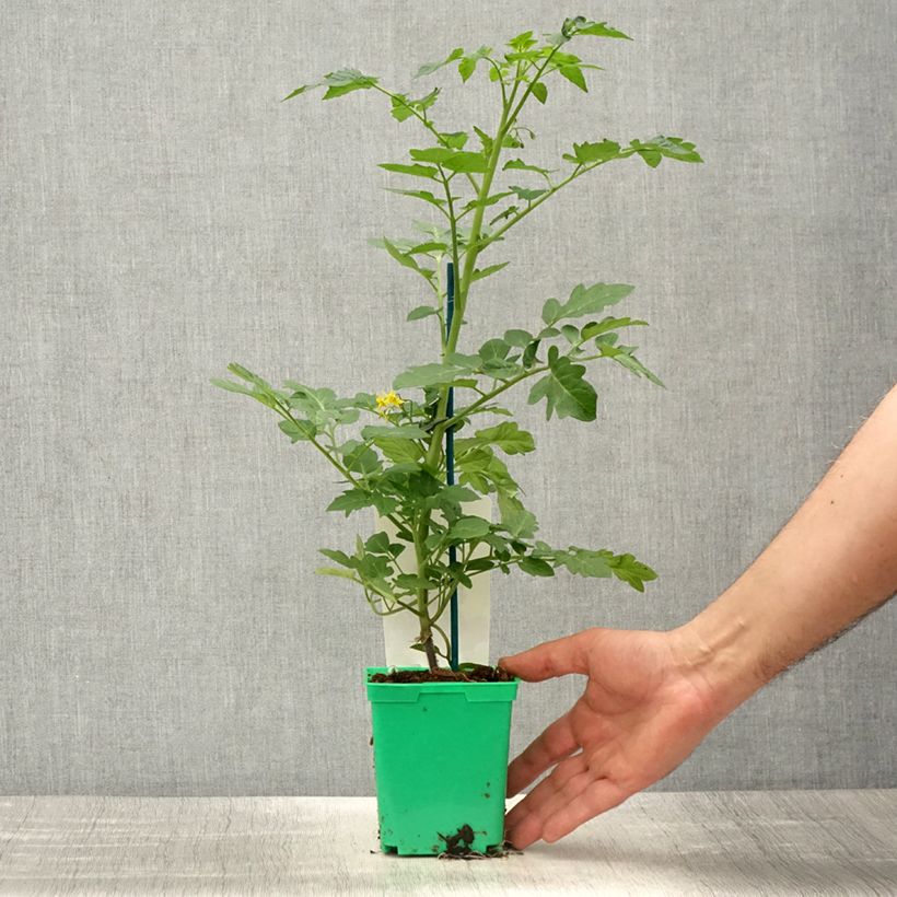 Spécimen de Tomate cerise Harmony F1 en plants GREFFES Pot de 10,5 cm tel que livré au printemps