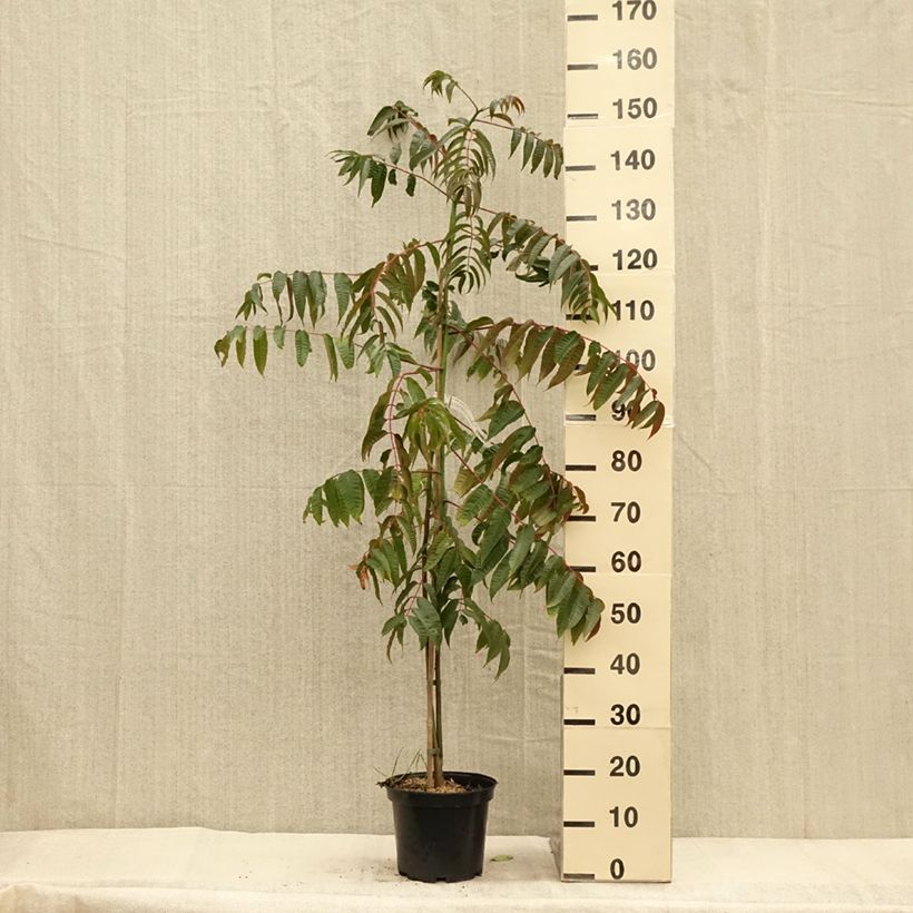 Spécimen de Toona sinensis - Acajou de Chine Pot de 4L/5L tel que livré en automne