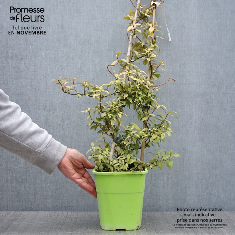 Spécimen de Trachelospermum asiaticum Golden Memories en pot de 3L/4L tel que livré en automne