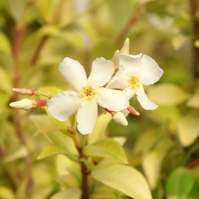 Trachelospermum asiaticum Golden Memories (Floraison)