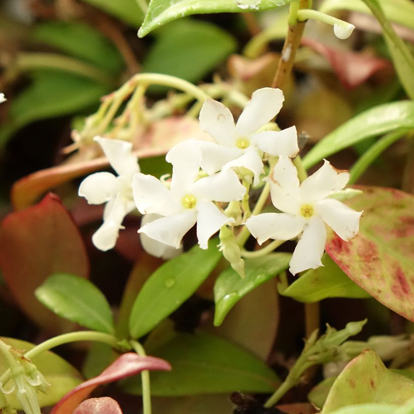 Trachelospermum jasminoides Winter Ruby - Jasmin étoilé (Floraison)