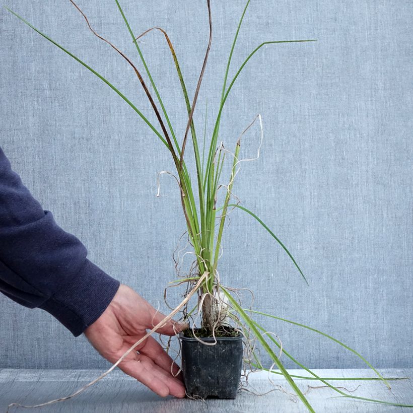 Spécimen de Tritoma - Kniphofia Papaya Popsicle en godet de 8cm tel que livré en automne