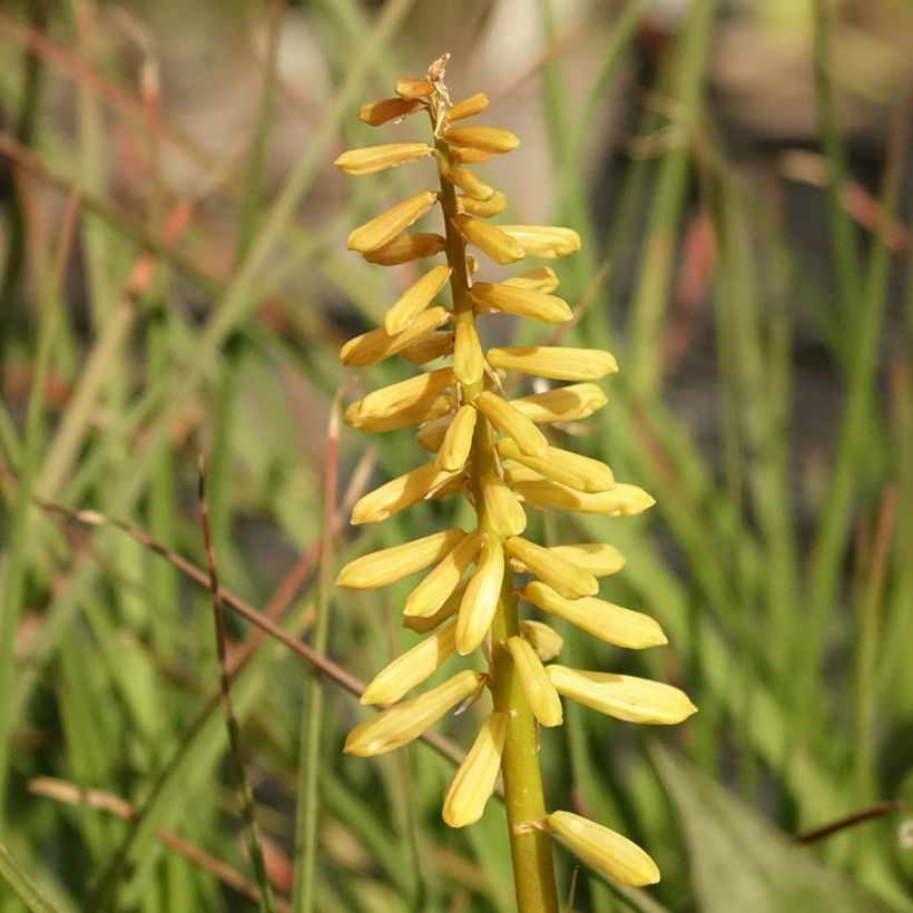 Tritoma - Kniphofia Pineapple Popsicle (Floraison)