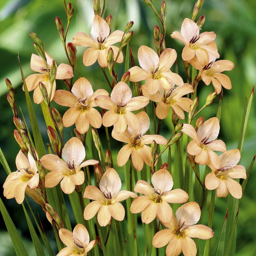 Tritonia laxifolia - Montbretia laxifolia (Floraison)