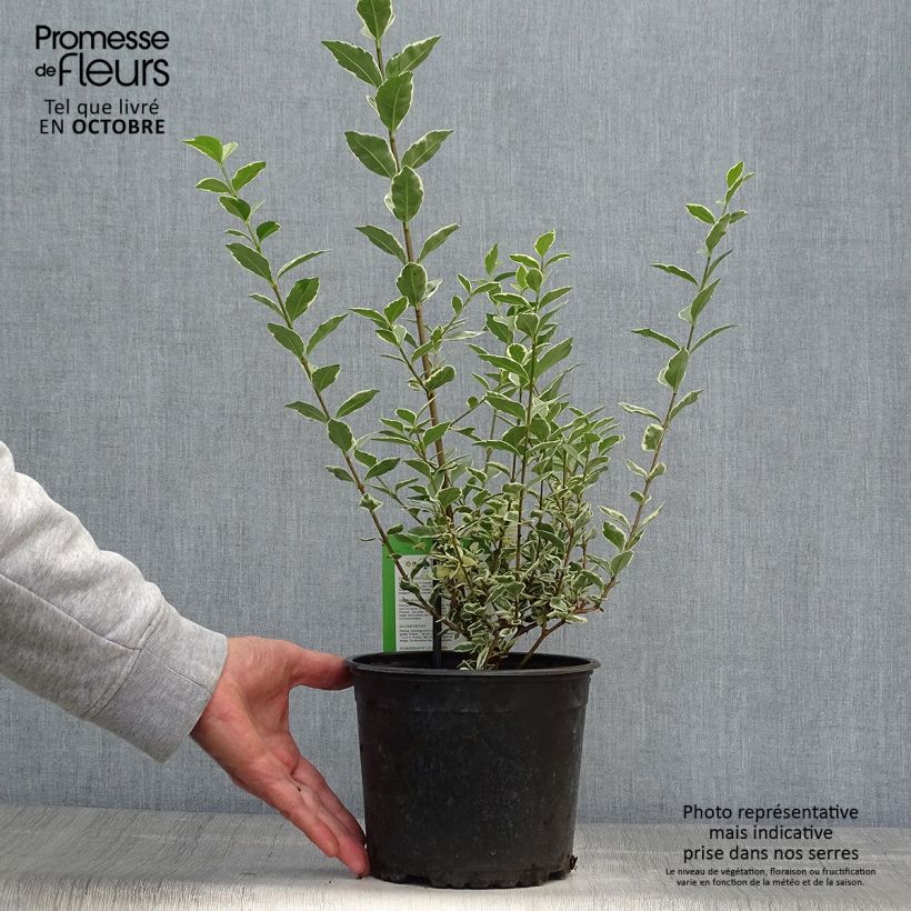 Spécimen de Troène de Californie Argenteum - Ligustrum ovalifolium Pot de 2L/3L tel que livré en automne