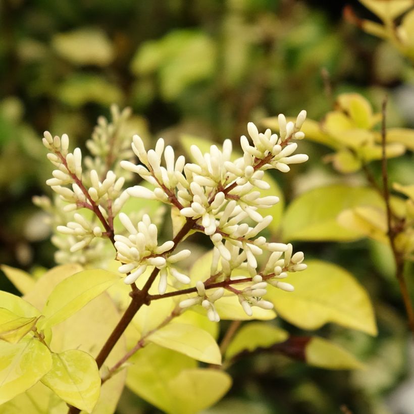 Troène doré - Ligustrum vicaryi  (Floraison)