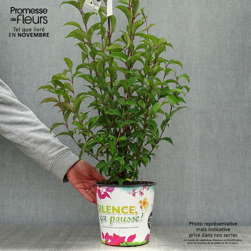 Spécimen de Troène du Japon - Ligustrum japonicum en 1.5L/2L tel que livré en automne