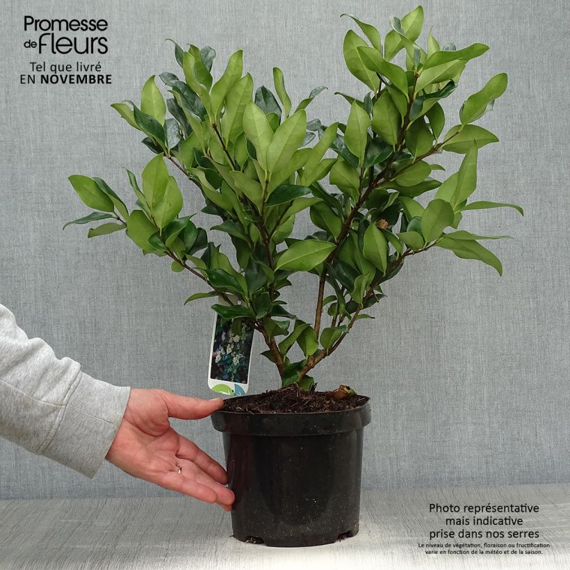 Spécimen de Troène du Texas - Ligustrum japonicum Texanum en pot de 3/4L tel que livré en automne