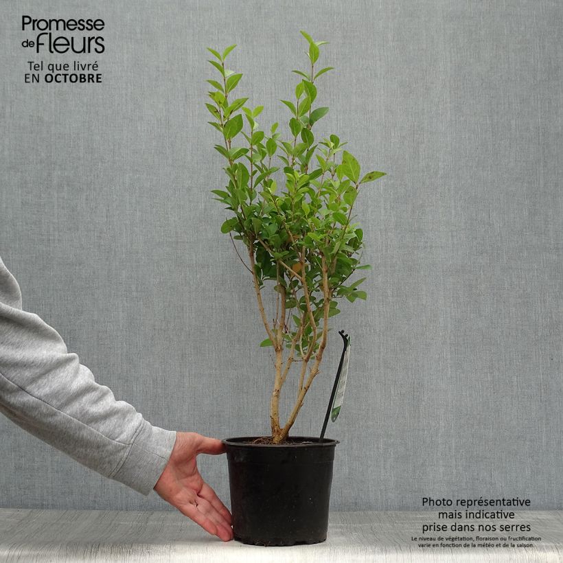 Spécimen de Troène - Ligustrum ovalifolium en pot de 3L tel que livré en automne