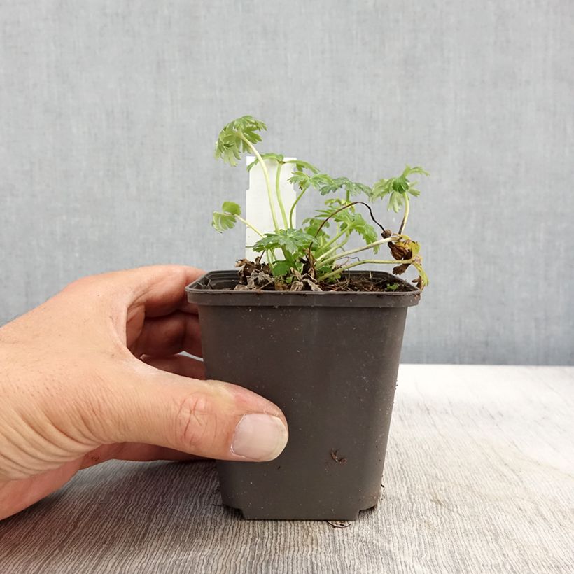 Spécimen de Trolle nain - Trollius pumilus Godet de 9cm tel que livré en automne