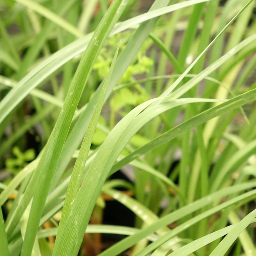 Tulbaghia cominsii Violacea (Feuillage)