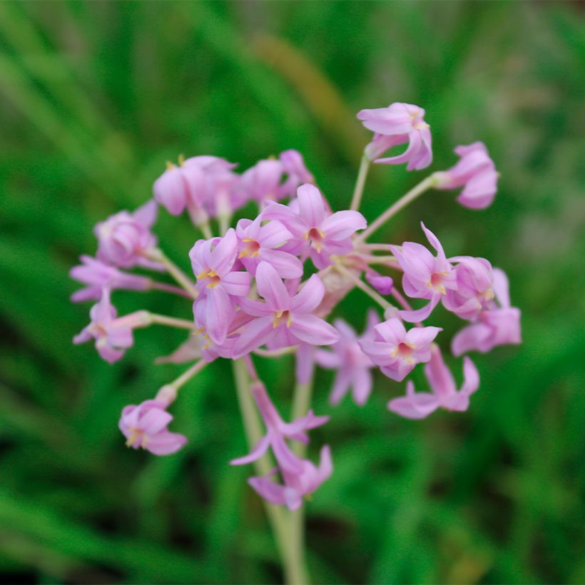 Tulbaghia Flamingo - Tulbaghie (Floraison)