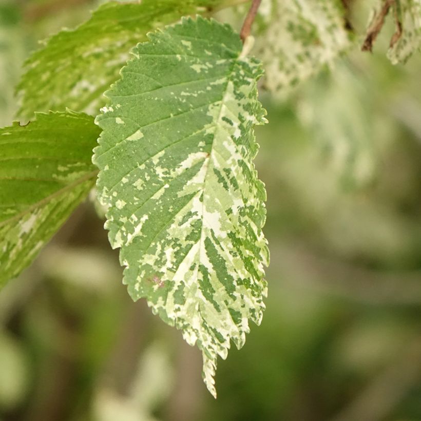 Ulmus minor Argenteovariegata - Orme champêtre panaché (Feuillage)