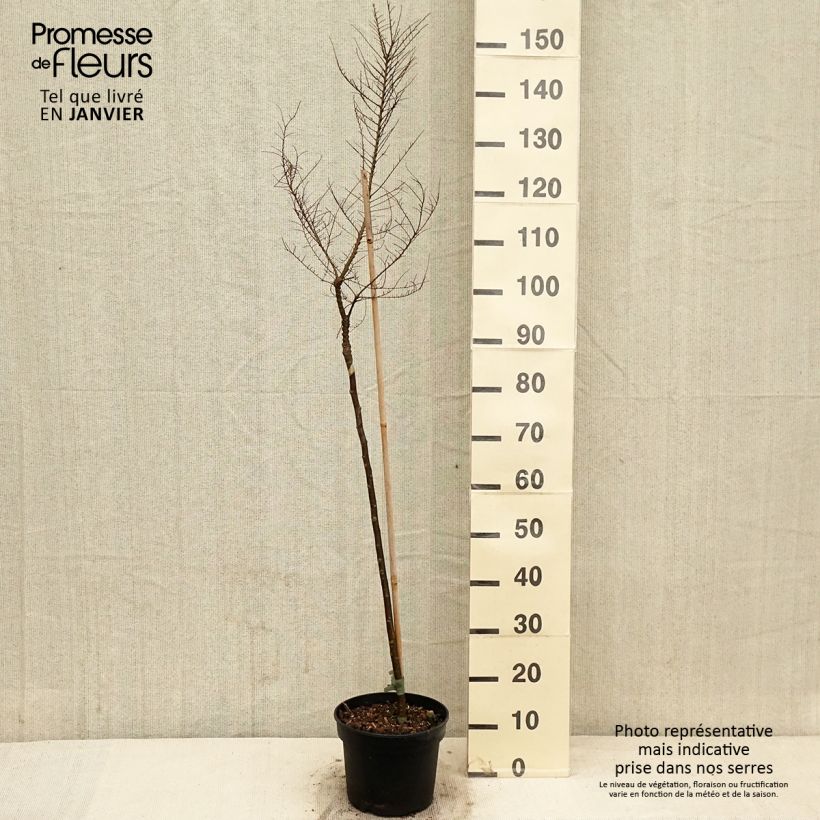 Spécimen de Ulmus parvifolia Seiju - Orme de Chine tel que livré en hiver