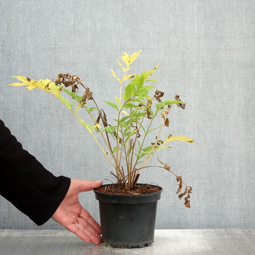 Spécimen de Valériane officinale Pot de 2L/3L tel que livré en automne