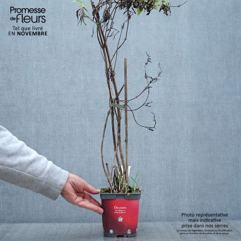 Spécimen de Valériane rouge, Centranthus ruber coccineus en pot de 2/3 litres tel que livré en automne