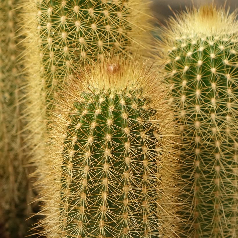 Vatricania guentheri - Cactus cierge (Feuillage)