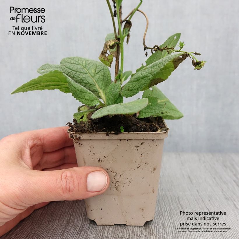 Spécimen de Verbascum Royalty - Molène Godet de 8/9 cm tel que livré en automne