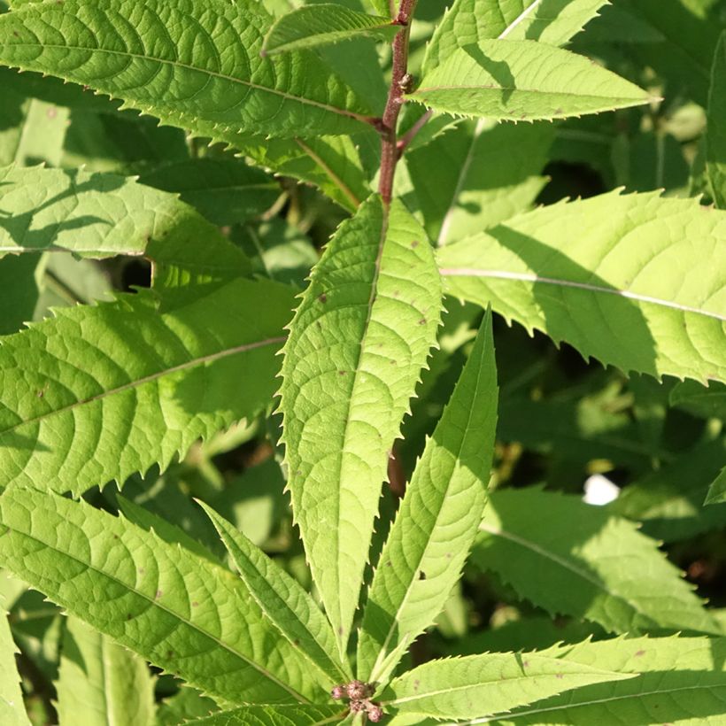 Vernonia arkansana - Vernone de l'Arkansas (Feuillage)