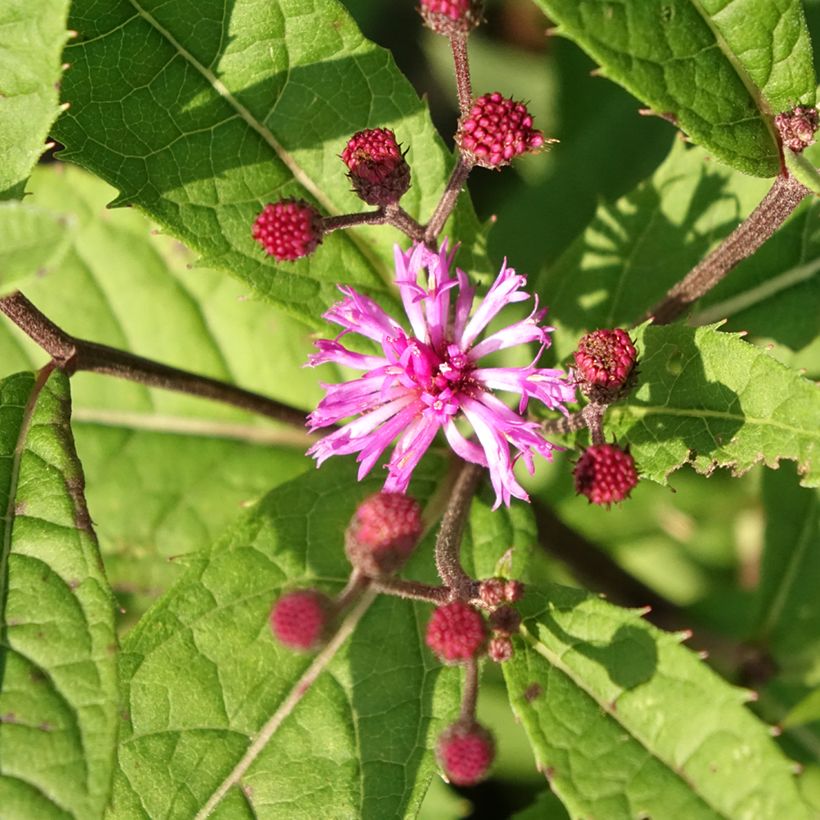 Vernonia arkansana - Vernone de l'Arkansas (Floraison)