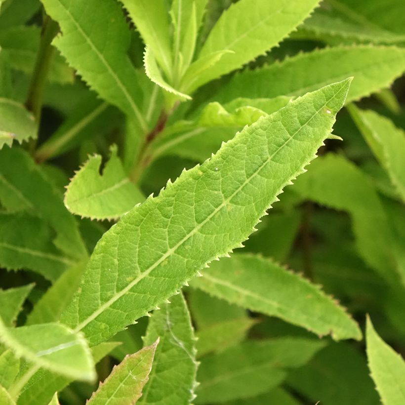 Vernonia crinita - Vernone (Feuillage)