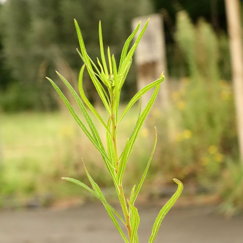 Vernonia lettermannii - Vernone de Letterman (Feuillage)