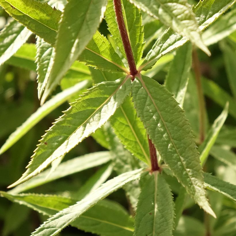 Veronicastrum virginicum Diana - Véronique de Virginie (Feuillage)