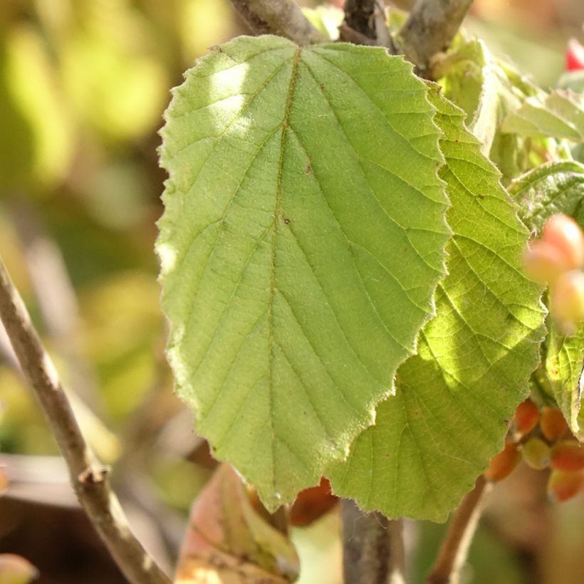 Viburnum dilatatum Michael Dodge (Feuillage)