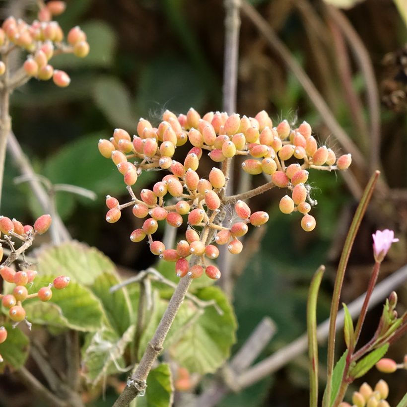 Viburnum dilatatum Michael Dodge (Récolte)