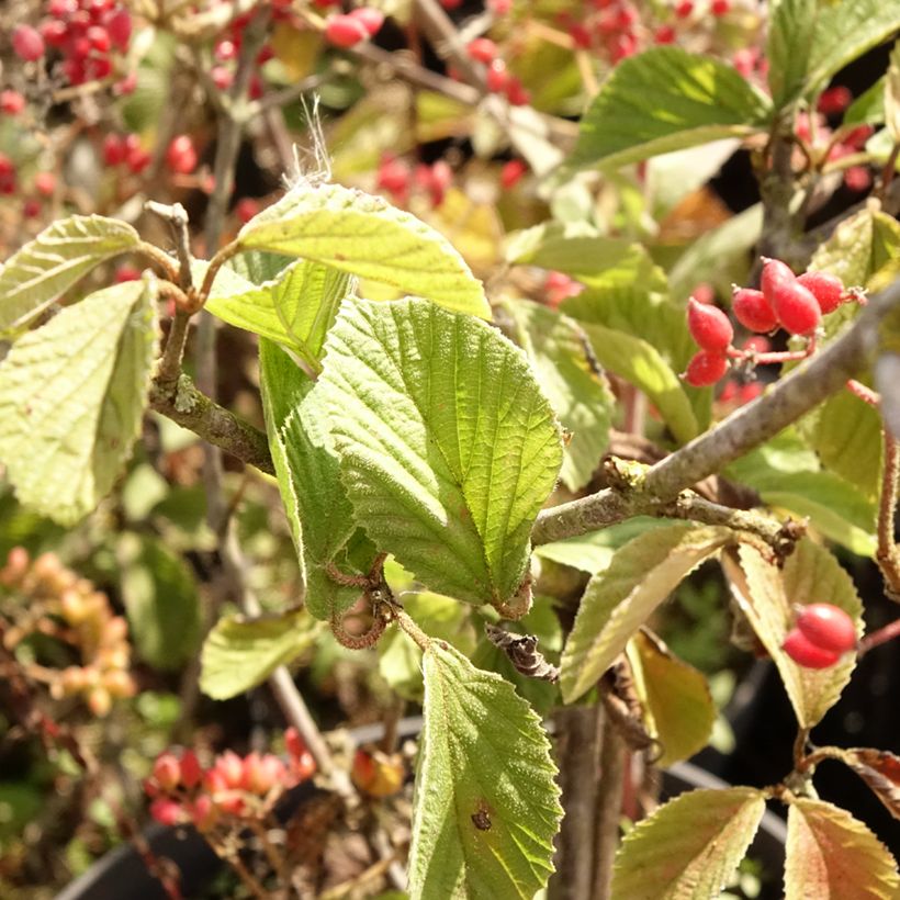 Viburnum dilatatum Sealing Wax (Feuillage)