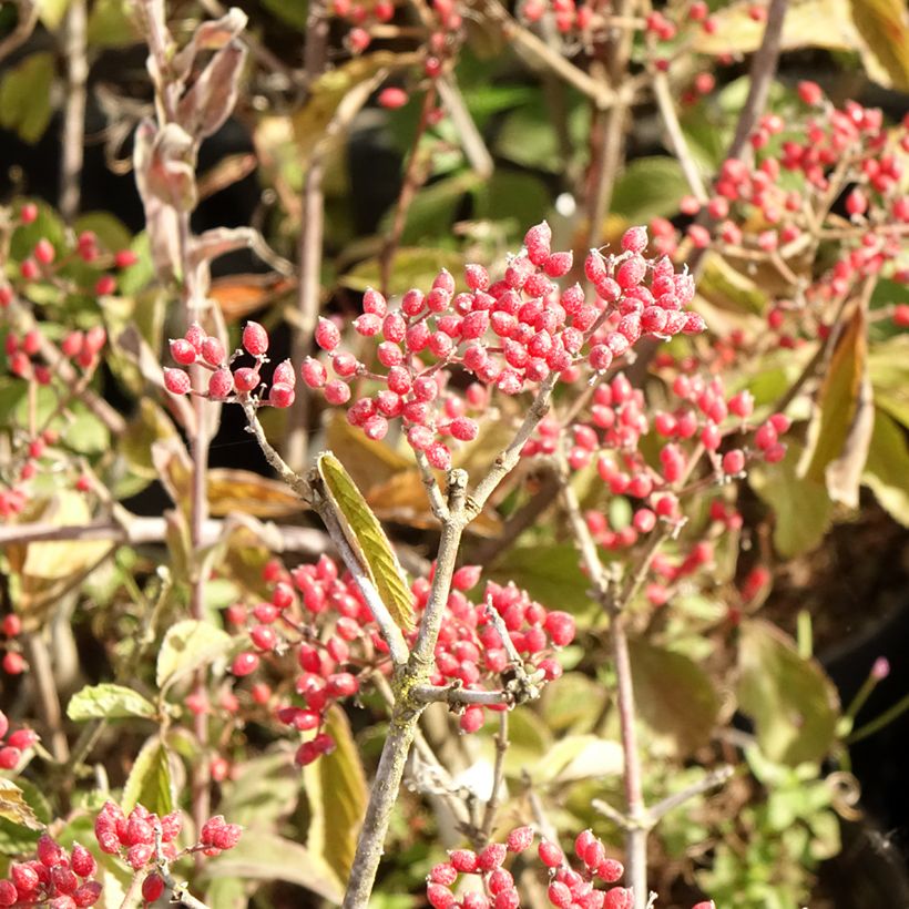 Viburnum dilatatum Sealing Wax (Récolte)